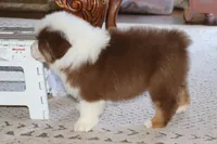 Akc/Asca  Carter, a male Australian Shepherd for sale in Ivanhoe, TX – Photo 8 of 10