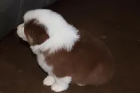 Akc/Asca  Carter, a male Australian Shepherd for sale in Ivanhoe, TX – Photo 9 of 10