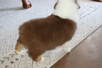 Akc/Asca  Carter, a male Australian Shepherd for sale in Ivanhoe, TX – Photo 7 of 10