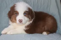 Akc/Asca  Carter, a male Australian Shepherd for sale in Ivanhoe, TX – Photo 2 of 10