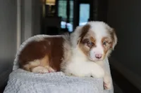 AKC Waylon, a male Australian Shepherd for sale in Ivanhoe, TX – 2 of 10