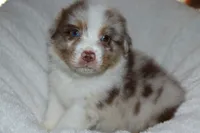 AKC Boone, a male Australian Shepherd for sale in Ivanhoe, TX – 10 of 10