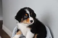 AKC Winston , a male Australian Shepherd for sale in Ivanhoe, TX – 2 of 8