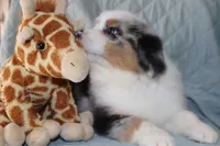 processed/ebbd0ee6-4f4d-49a3-b9ed-3fa6176d315d/listing/8e9fb6ed-6da1-45d6-be5f-a8d0457f879a/c5add997-7d56-480a-af1b-f695b3108d29