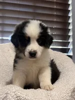 AKC Onyx , a male Australian Shepherd for sale in Ivanhoe, TX – 2 of 4