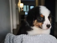 AKC Jasper, a male Australian Shepherd for sale in Ivanhoe, TX – 7 of 10
