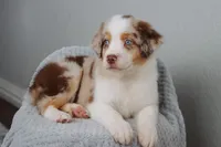 AKC Wrenly , a female Australian Shepherd for sale in Ivanhoe, TX – 5 of 9