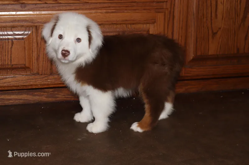 Akc/Asca  Koda – Australian Shepherd puppy for sale in Ivanhoe, TX