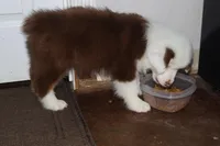 Akc/Asca  Koda, a male Australian Shepherd for sale in Ivanhoe, TX – Photo 3 of 5