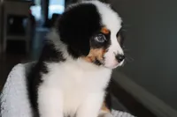 AKC Jasper, a male Australian Shepherd for sale in Ivanhoe, TX – 3 of 10