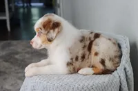 AKC Wrenly , a female Australian Shepherd for sale in Ivanhoe, TX – 9 of 9