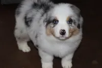 Sold AKC/ASCA  ACE , a male Australian Shepherd for sale in Ivanhoe, TX – Photo 7 of 10