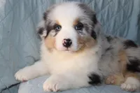 Sold AKC/ASCA  ACE , a male Australian Shepherd for sale in Ivanhoe, TX – Photo 8 of 10