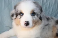 Sold AKC/ASCA  ACE , a male Australian Shepherd for sale in Ivanhoe, TX – Photo 1 of 10