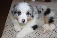 Sold AKC/ASCA  ACE , a male Australian Shepherd for sale in Ivanhoe, TX – Photo 5 of 10