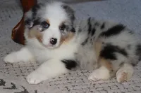 Sold AKC/ASCA  ACE , a male Australian Shepherd for sale in Ivanhoe, TX – Photo 2 of 10
