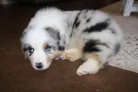 Sold AKC/ASCA  ACE , a male Australian Shepherd for sale in Ivanhoe, TX – Photo 6 of 10