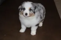 Sold AKC/ASCA  ACE , a male Australian Shepherd for sale in Ivanhoe, TX – Photo 10 of 10