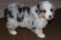 Sold AKC/ASCA  ACE , a male Australian Shepherd for sale in Ivanhoe, TX – Photo 4 of 10