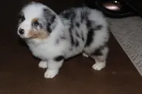 Sold AKC/ASCA  ACE , a male Australian Shepherd for sale in Ivanhoe, TX – Photo 3 of 10