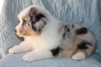 Sold AKC/ASCA  ACE , a male Australian Shepherd for sale in Ivanhoe, TX – Photo 9 of 10