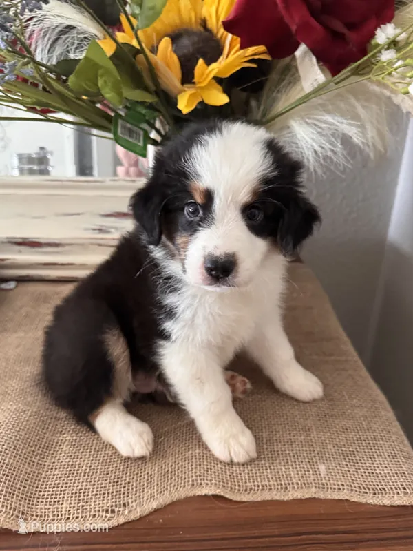 AKC Onyx  – Australian Shepherd puppy for sale in Ivanhoe, TX