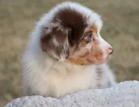 AKC Cash, a male Australian Shepherd for sale in Ivanhoe, TX – 3 of 10