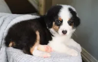 AKC Jasper, a male Australian Shepherd for sale in Ivanhoe, TX – 10 of 10