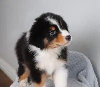 AKC Winston , a male Australian Shepherd for sale in Ivanhoe, TX – 8 of 8