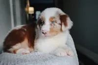 AKC Waylon, a male Australian Shepherd for sale in Ivanhoe, TX – 4 of 10