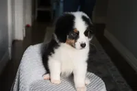 AKC Jasper, a male Australian Shepherd for sale in Ivanhoe, TX – 8 of 10