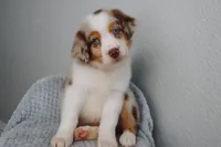 AKC Wrenly , a female Australian Shepherd for sale in Ivanhoe, TX – 3 of 9