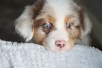 AKC Waylon, a male Australian Shepherd for sale in Ivanhoe, TX – 9 of 10