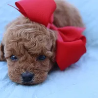 Sold AKC Madison , a female Poodle - Toy  for sale in Ivanhoe, TX – Photo 2 of 8