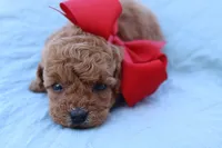 AKC Madison , a female Poodle - Toy  for sale in Ivanhoe, TX – Photo 2 of 8