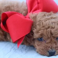 Sold AKC Madison , a female Poodle - Toy  for sale in Ivanhoe, TX – Photo 5 of 8