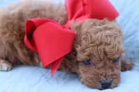 AKC Madison , a female Poodle - Toy  for sale in Ivanhoe, TX – Photo 4 of 8