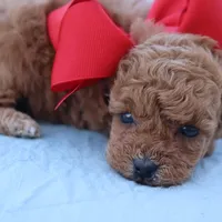 Sold AKC Madison , a female Poodle - Toy  for sale in Ivanhoe, TX – Photo 1 of 8