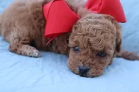 AKC Madison , a female Poodle - Toy  for sale in Ivanhoe, TX – Photo 1 of 8