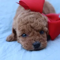 Sold AKC Madison , a female Poodle - Toy  for sale in Ivanhoe, TX – Photo 8 of 8