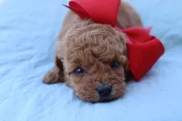 AKC Madison , a female Poodle - Toy  for sale in Ivanhoe, TX – Photo 8 of 8