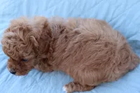 AKC Madison , a female Poodle - Toy  for sale in Ivanhoe, TX – Photo 3 of 8