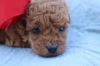 AKC Madison , a female Poodle - Toy  for sale in Ivanhoe, TX – Photo 5 of 8