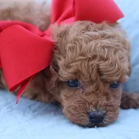 Sold AKC Madison , a female Poodle - Toy  for sale in Ivanhoe, TX – Photo 7 of 8