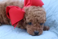AKC Madison , a female Poodle - Toy  for sale in Ivanhoe, TX – Photo 7 of 8