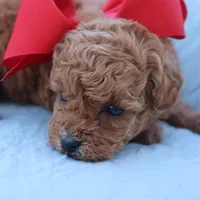 Sold AKC Madison , a female Poodle - Toy  for sale in Ivanhoe, TX – Photo 4 of 8