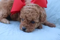 AKC Madison , a female Poodle - Toy  for sale in Ivanhoe, TX – Photo 6 of 8