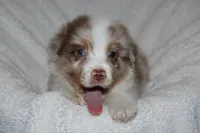 AKC Boone, a male Australian Shepherd for sale in Ivanhoe, TX – 4 of 10