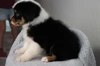 AKC Wimsy, a female Australian Shepherd for sale in Ivanhoe, TX – 4 of 8
