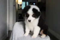 AKC Jasper, a male Australian Shepherd for sale in Ivanhoe, TX – 2 of 10
